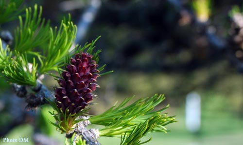 Une fleur de méléze prés de Briançon.