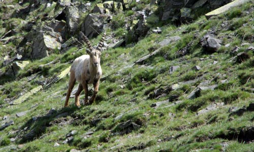 Bouquetin près de l'Alpe du Lauzet.
