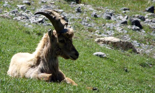 Bouquetin près de l'Alpe du Lauzet.