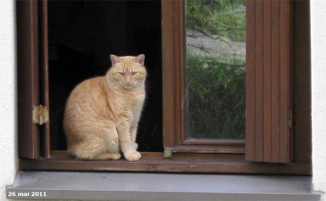 Un chat dans la cité Vauban de Briançon.