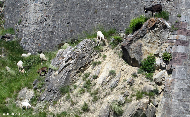 Chèvres et montons dan les fossés de la Cité Vauban de Briançon.