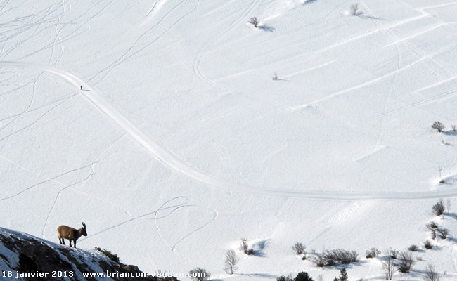 Un bouquetin vu depuis la montagne de l' Oule.