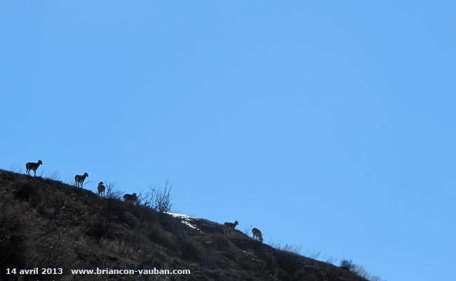Des mouflons au dessus de Monêtier-les-Bains.