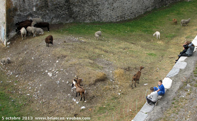 Dans les faussés de la cité Vauban de briançon.