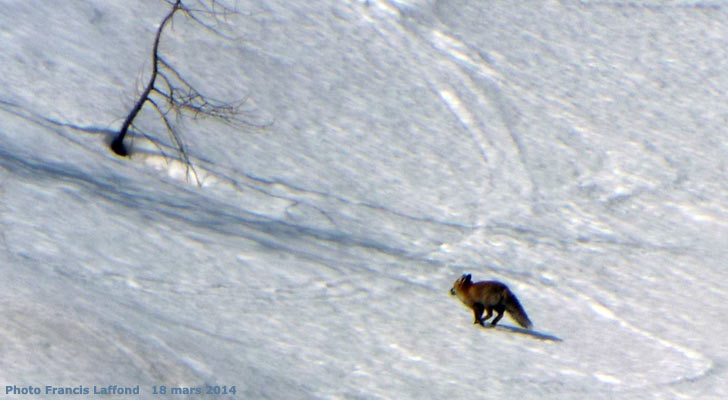 Un renard dans le vallon du Fontenil.