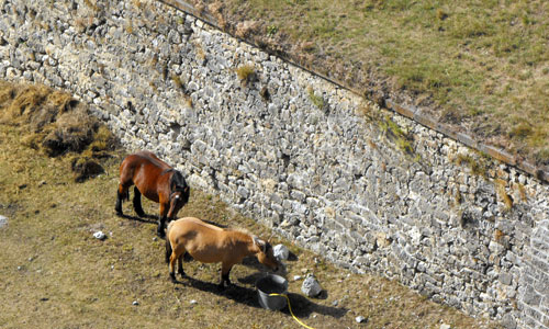 Chevaux dans les fossés de la citadelle Vauban.