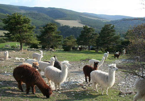 Des lamas