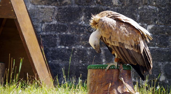 Valéry Marche et ses rapaces