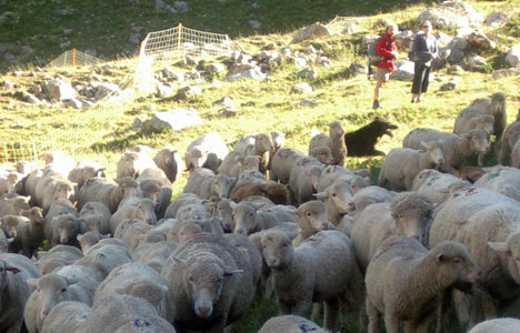 Randonnée du côté de L'Alp du Lauzet. Troupeau de moutons.